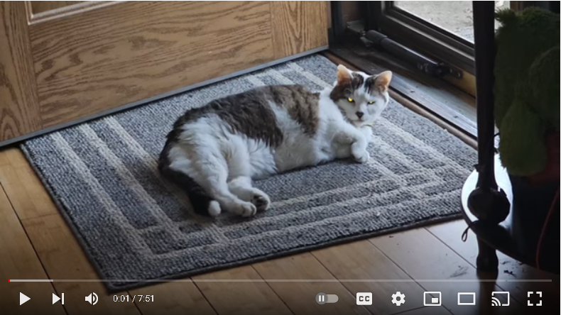 Kia Junk Engine Update - Deck Update - And The Kitty Cat Is Doing Some Odd Stuff lately